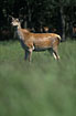 Red Deer in grassy environment