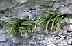 Ferns in rock crevices