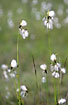 A large group of Broad-leaved Cottongrass