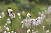 A large group of Broad-leaved Cottongrass