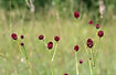 Great Burnet - a colourfull flower on the swedish meadow