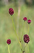 Great Burnet - a colourfull flower on the swedish meadow