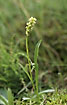 Photo ofSmall White Orchid/White Frog Orchid (Gymnadenia albida). Photographer: 