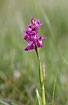 Photo ofNarrow-Leaved Marsh Orchid (Dactylorhiza traunsteineri). Photographer: 