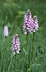 Fine Specimens of Common Spotted-Orchid