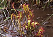The insecteating Great Sundew