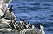 Common Guillemots on rock shelf at the Baltic Sea