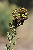 A large group of larvae on common ragwort