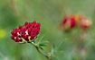 A red colorvariation of Knapweed