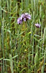 Phacelia in a wheat field - weed