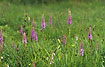 Swedish meadow with orchids