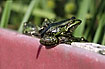 Photo ofEdible Frog (Rana esculenta). Photographer: 