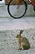 European Hare in the city