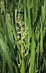 Photo ofBranched Bur-reed (Sparganium erectum ssp. erectum). Photographer: 