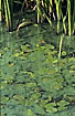 Green algae in a nutrient polluted pond