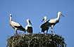Young whithe storks on the nest