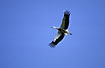 White Stork in flight