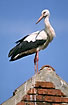 White Stork in the stork city of Rhstadt
