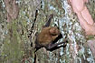 Young bat on tree
