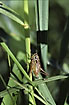 Foto af Cikadegrshoppe (Metrioptera roeseli). Fotograf: 