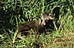 Raccoon Dogs has now spread to northern Germany - here a young 