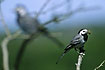 Photo ofWhite Wagtail (Motacilla alba). Photographer: 