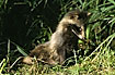 Raccoon Dogs has now spread to northern Germany - here a young fixed on an insect