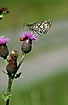 The spectacular Large chequered skipper sucking nectar on thistle