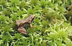 Young frog (Rana sp.) on Sphagnum sp. moss
