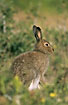 Arctic hare in summer plumage