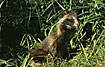 Raccoon Dogs has now spread to northern Germany - here a young