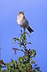 Willow Warbler on a song post