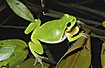 Tree Frog with deflated pouch