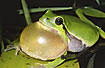 Tree Frog with inflated vocal sac