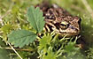 Moor Frog in sphagnum moss