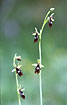 Nice specimens of Fly Orchids