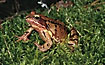 The colour variable common frog - here a red and yellow version