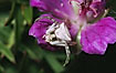 Crab spider camouflaging in flower