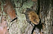 Photo ofNoctule Bat (Nyctalus noctula). Photographer: 