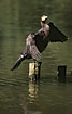 Young Great Cormorant dryint its wings
