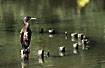 Young Great Cormorant resting