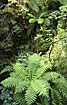 Understorey of ferns