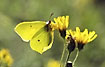 The yellow male Brimstone sucking nectar