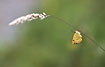Butterfly (lycaenidae indet.)on grass 