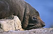 New Zealand Fur Seal up close