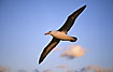 Foto af Sortbrynet Albatros (Diomedea melanophrys/Diomedea melanophris). Fotograf: 