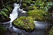 Forest stream with rocks, ferns and mosses