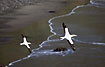 White gannets flying over the dark beach