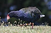 Takahe - a flightless bird