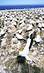 Wings are practised in the gannet colony
